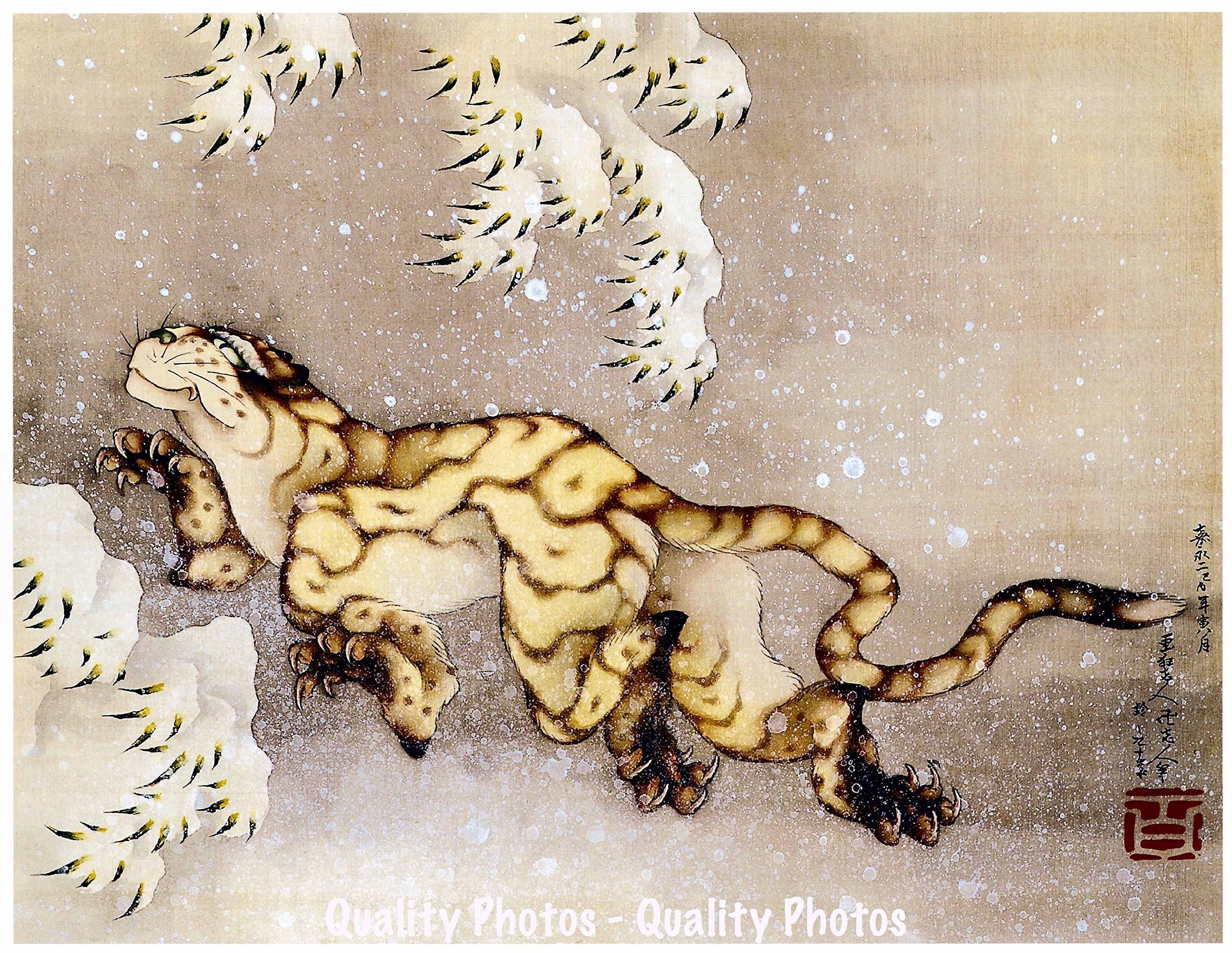 Amazon.com: Japanese Snow Leopard 8.5x11